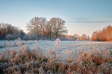 Winterpoëzie in het natuurreservaat Bünde | Deel I