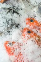 raw fish on ice