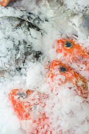 roher Fisch auf Eis