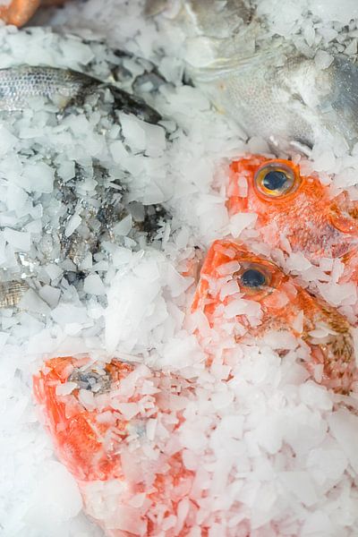 poisson cru sur glace par Stefania van Lieshout