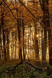 Autumn in the Forest: A Vibrant Escape