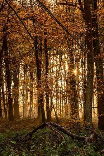Herfst in het bos: Een levendige ontsnapping