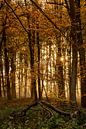 Herfstkleurig bos van Jeroen Kleiberg thumbnail