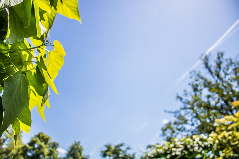 Groene bladeren van de Catalpa en andere bomen in het voorjaar by Prints of Place