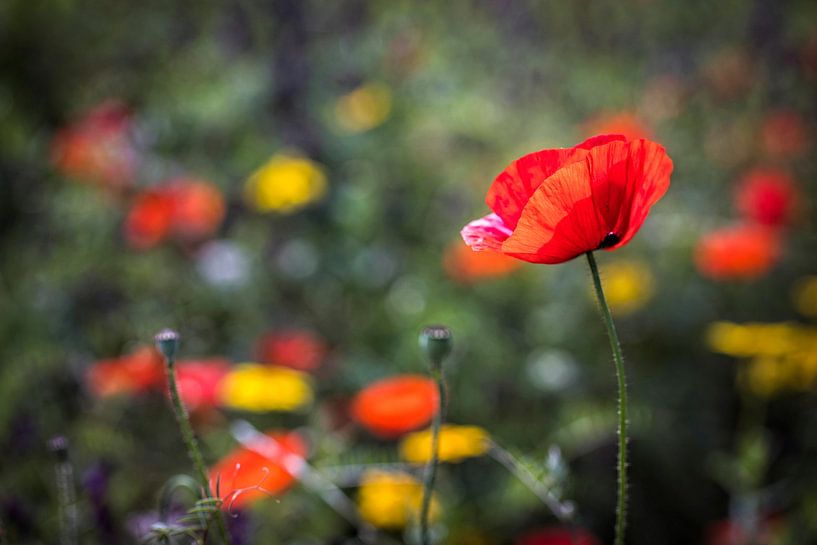 Mohnblume von Rob Boon