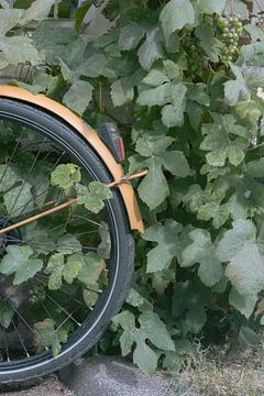 Vélo jaune et raisins verts à Amsterdam | Tirage photo couleur | Photographie de voyage aux Pays-Bas sur HelloHappylife