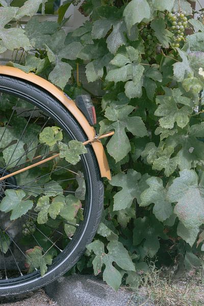 Yellow bicycle and green grapes in Amsterdam | Colour photo print | Netherlands travel photography by HelloHappylife
