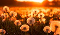 Dandelions at sunset