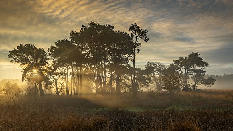 Sun tree with harps by Ger vd Broek natuurfotografie