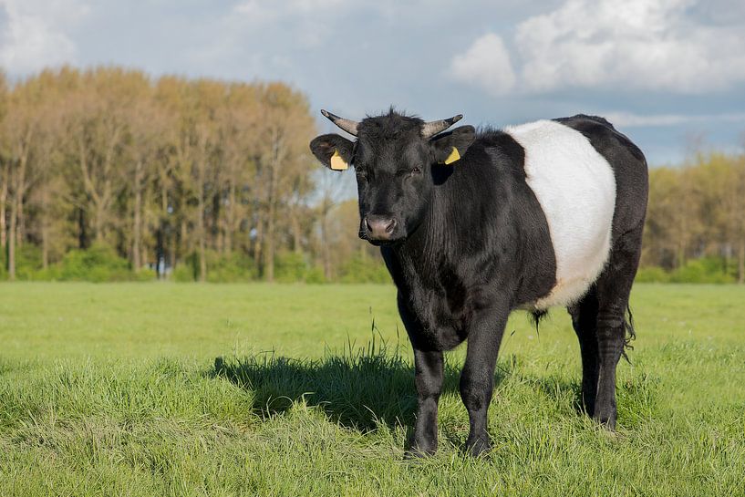 Zwart witte lakenvelder van Elles Rijsdijk