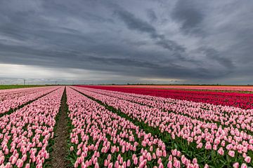 Donkere wolken boven roze tulpenveld van peterheinspictures
