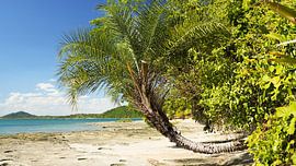 Overhanging palm tree by Joost Doude van Troostwijk