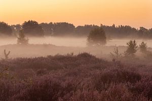 Sonnenaufgang in der blühenden Heide mit Nebel