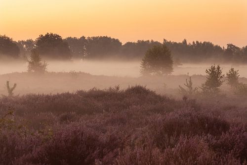 Sunrise at the blooming heath with fog