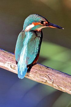 Eisvogel im Abendlicht