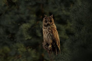 Awake long-eared owl in fir forest by Besa Art