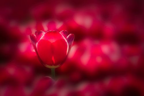 Tulpenpracht van Nick Holland