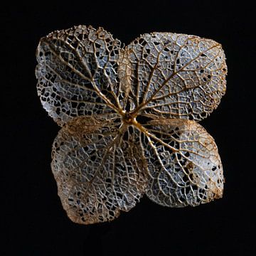 Hortensia blad van Klaartje Majoor