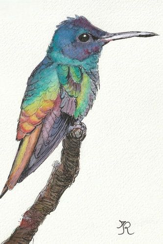 Golden tailed Sapphire - Hummingbird