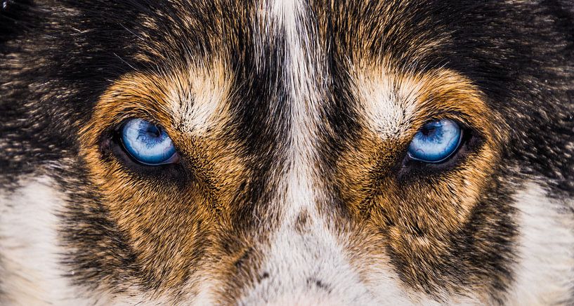 Husky van Ingrid van Wolferen