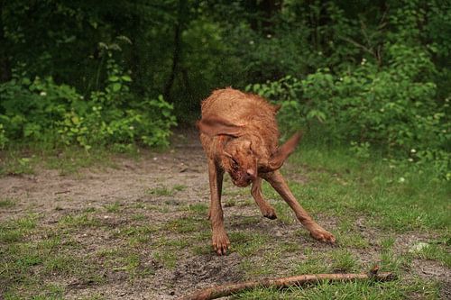 Waterspelletjes aan het meer met een bruine Magyar Vizsla ruwharige hond .