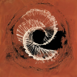 Ammonoidea von Transmutation Art