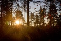 Zonsopkomst bos