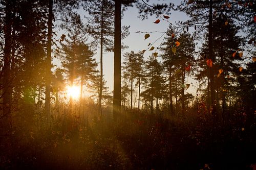 Zonsopkomst bos