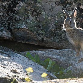 European Rabbit in natural habitat by Rick van der Weijde
