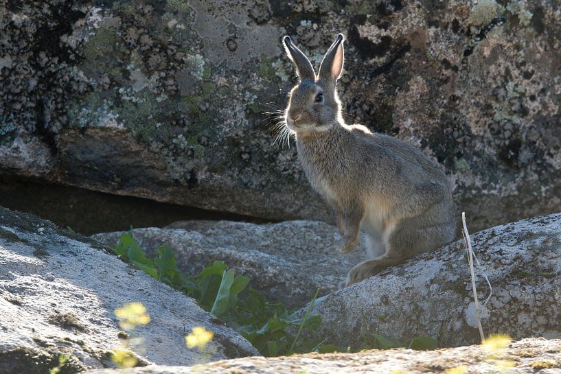 Lapin d'Europe dans son habitat naturel par Rick van der Weijde