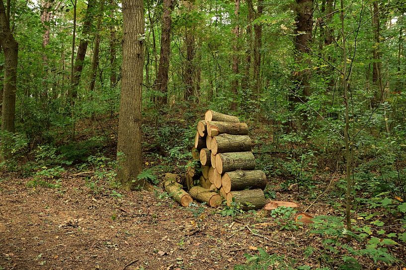 Pile of wood by Frank's Awesome Travels