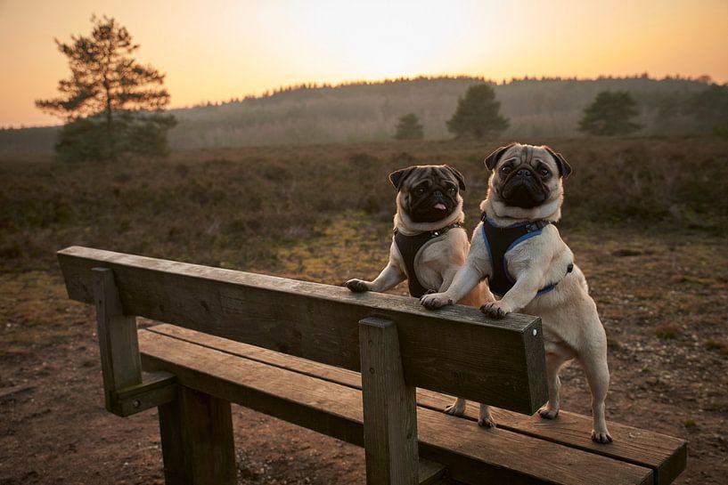 Mopshonden tijdens zonsondergang op de Veluwe van Cor de Hamer