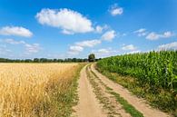 Landschaft in den Niederlanden mit sandiger Straße und landwirtschaftlichen Feldern von Ben Schonewille Miniaturansicht