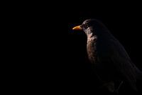 Amsel