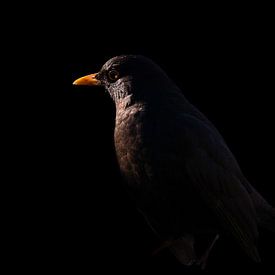 Blackbird van Pauline Rote