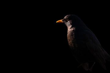 Blackbird van Pauline Rote