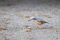 A nuthatch found a cockchafer on the road