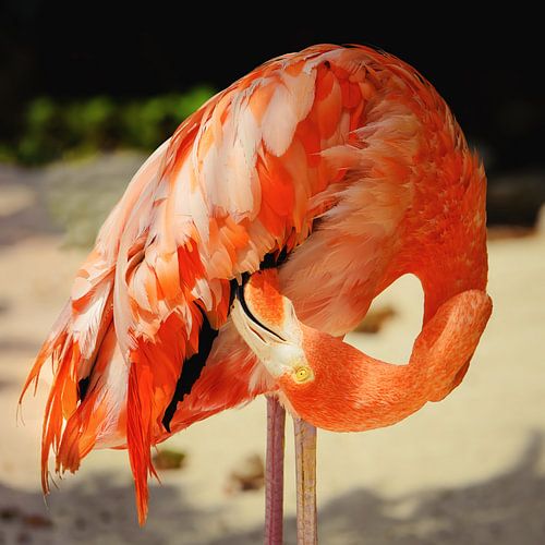 Flamingo