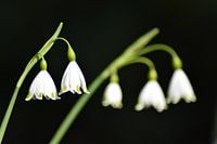 The harmony of nature