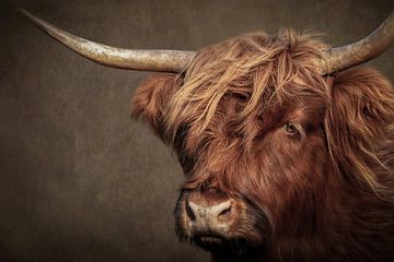 Schotse Hooglander portret: kop van dichtbij in bruin