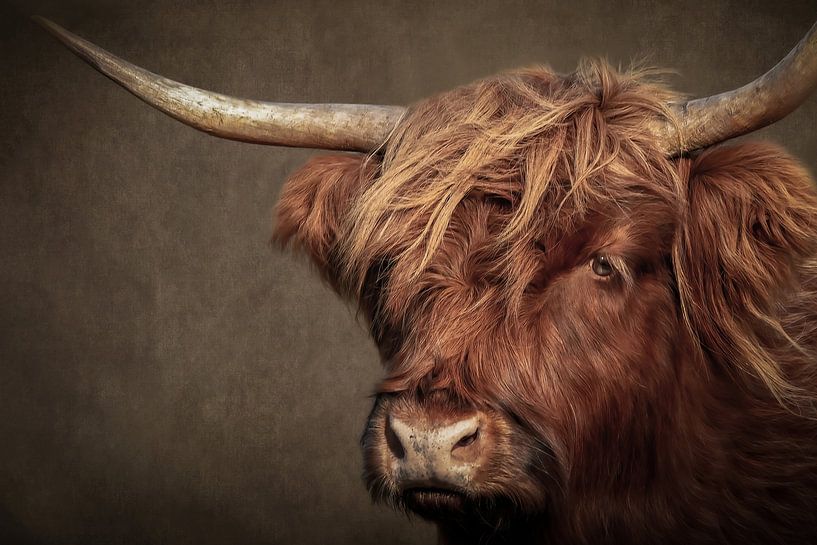 Schotse Hooglander portret: kop van dichtbij in bruin van Marjolein van Middelkoop