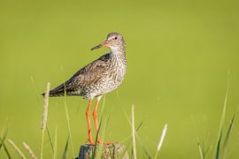 Rotschenkel von Bart Zeegers