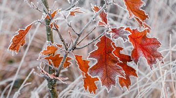 Fall meets frost by Tvurk Photography