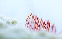 fiery moss