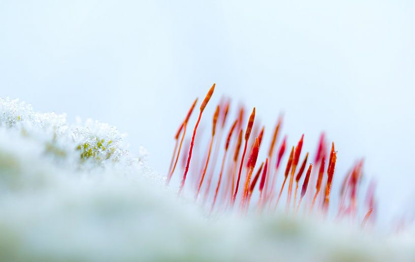 fiery moss by Ria Bloemendaal