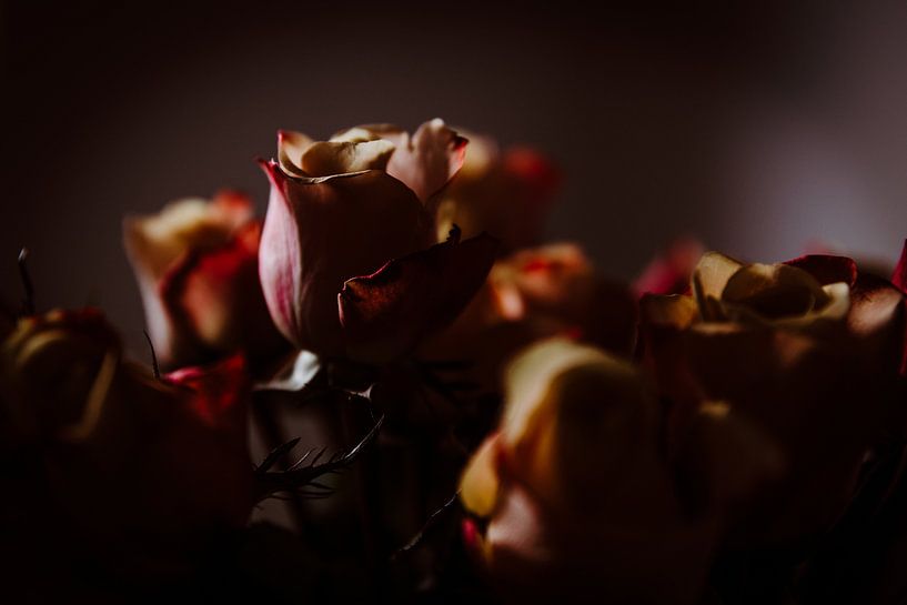 Roses van Marije Jellema