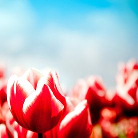 Rote Tulpe von Saskia Staal