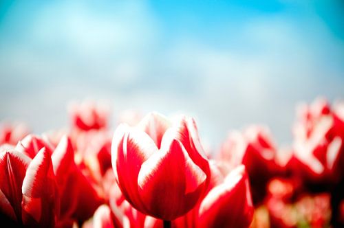 Rote Tulpe