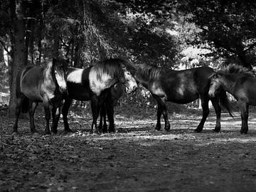 Exmoor paarden in het bos van Moniek van Rijbroek