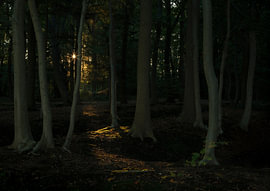 Autumn in the woods – Drenthe – Eelde (Netherlands) by Marcel Kerdijk